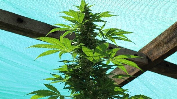 A marijuana plant in a greenhouse for medicinal use.