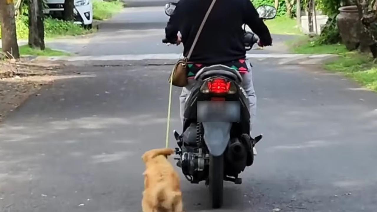 Zobacz, jak kierowca na Bali ciągnie psa z kulą podczas jazdy na rowerze