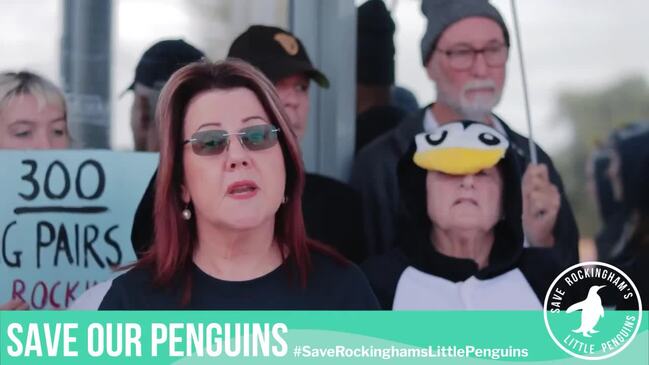 Residents call for tourism ban on Penguin Island