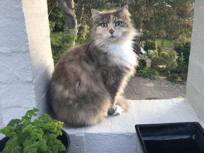 Libby the cat, blamed for being a "phoo bomber".