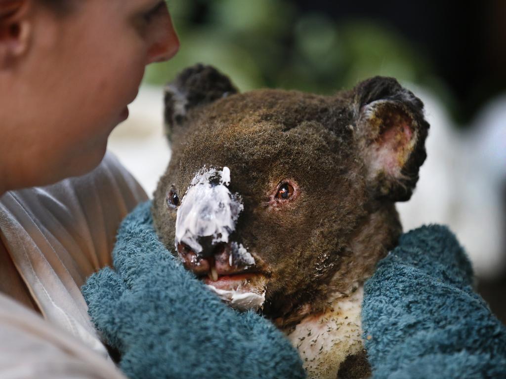 Guzzle the male koala, who suffered burns to his nose face and paws, has burn cream applied to his burnt nose by wildlife carers. Picture: David Caird