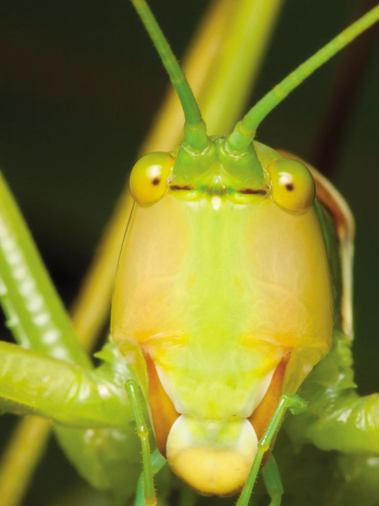 Mischievous intentions - This happy-looking katydid is actually a smiling assassin. The Gum-leaf Katydid (Terpandrus woodgeri) is a fearsome predator able to catch and dismember insects as large as itself. It uses a combination of vision and chemical sensing via its antennae to detect its prey. An image from the book, Minibeasts by Alan Henderson. Picture: Minibeasts/Alan Henderson Minibeasts, is available from www.exislpublishing,com and wherever incredible books are sold.