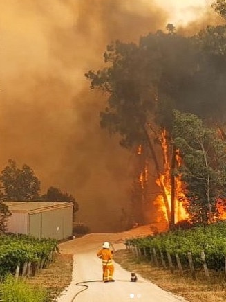 A depressingly familiar sight .... a CFS volunteer and, yes, that’s a koala, watch on as the Cudlee Creek fire front approaches Beal &amp; Co winery in the Adelaide Hills. Photo: @sa_countryfireservice