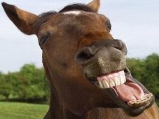 15/06/2006. Laughing horse.