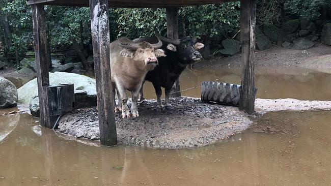 Sone animals at Shoalhaven Zoo taking the high ground during heavy flooding. Picture: Instagram