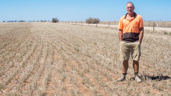 Grain farmer Chris Colbert surveys his drought-affected paddocks on his farm at Watchem in northwestern Victoria on March 11, 2015. (AAP Image/Caroline Duncan) NO ARCHIVING