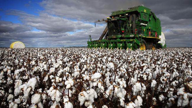 White way: Cotton harvest on TIA-CREF’s Cobran Station near Hay.