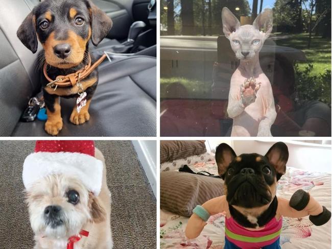 Vote: Help us find the cutest pet in NSW