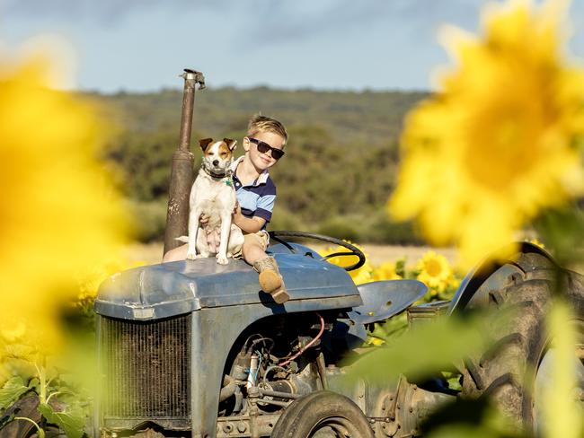 Ollie Britt with his jack russell terrier name Pippi in the sunflowers at Victoria’s first sunflower farm at Dunnstown. Pictures: Zoe Phillips