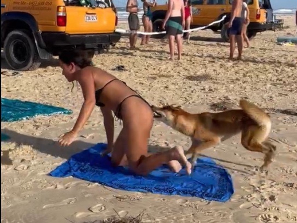 A video has also emerged of a dingo nipping a French tourist on the bottom while she was sunbathing on K’gari.