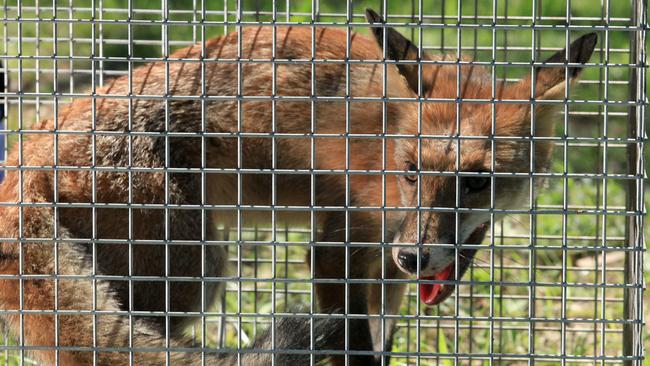 BCM NEWS 9/3/2012. Fox trapping story. Invasion Species Management Officer, Emma Rigney with a fox that was trapped at Upper Brookfield. Photographer: Liam Kidston.