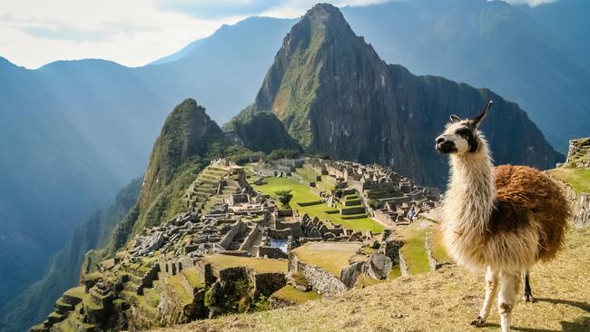 A local patrolling the ancient ruins of Machu Picchu, Peru.                        <a class="capi-image" capiId="a3e0d6d40f2dae72e73239d4cb979bb0"></a>