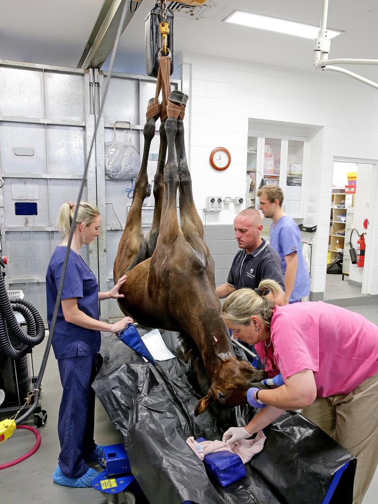 Scone Equine Hospital Herald Sun