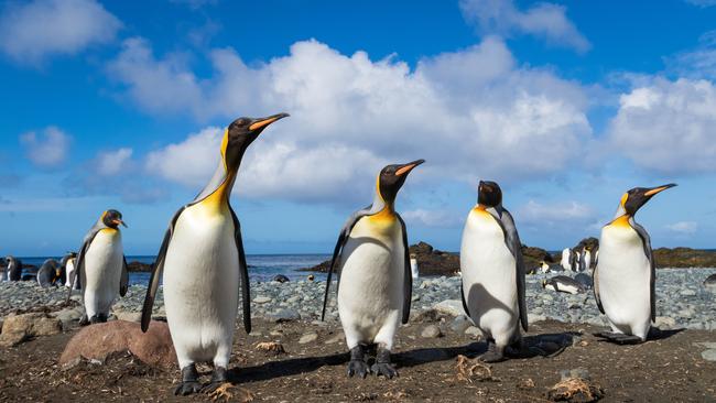 King penguins on Macquarie Island, one of the Subantarctic islands.