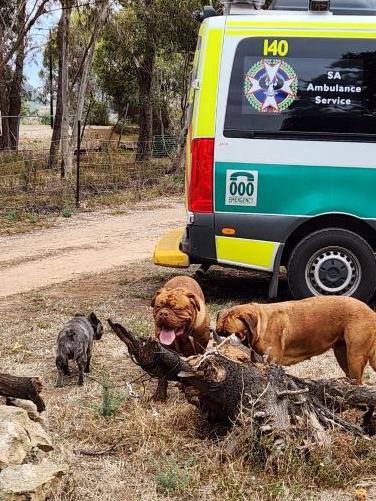 The family’s pet dogs made it out safe too. Picture: CFS/Facebook