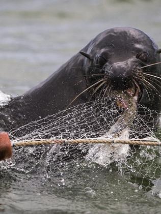 SA Weekend- Seals in the Coorong, Meningie. Zanes nets being attacked by seals near Goolwa. Picture by Matt Turner.