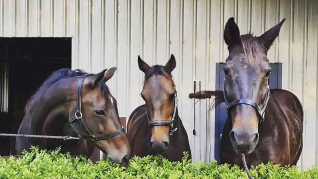 Horses Ted, Bentley and Ant greet guests at a Piggabeen Airbnb