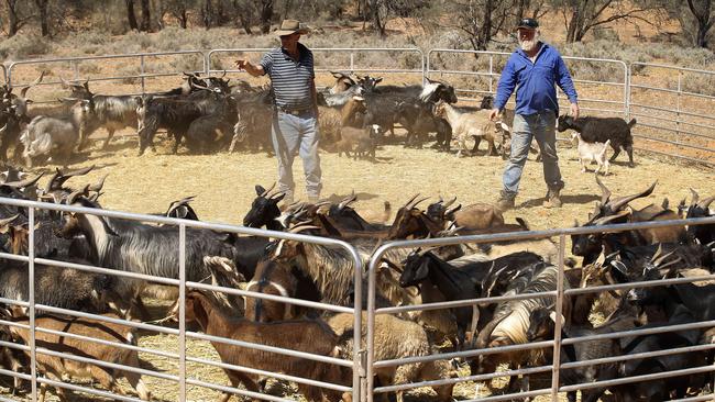 Leigh Creek farmers Glen Freebairn and Eddie Nicholls trapping feral goats, much of which ends up in overseas markets where a premium price is paid for the meat. Picture: Dean Martin