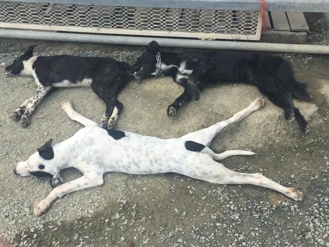 Paul Anderson has had 17 dogs poisoned over several years to suspected and confirmed 1080 baiting. Only two of the dogs survived and he said they had issues for the rest of their lives. Picture: Paul Anderson