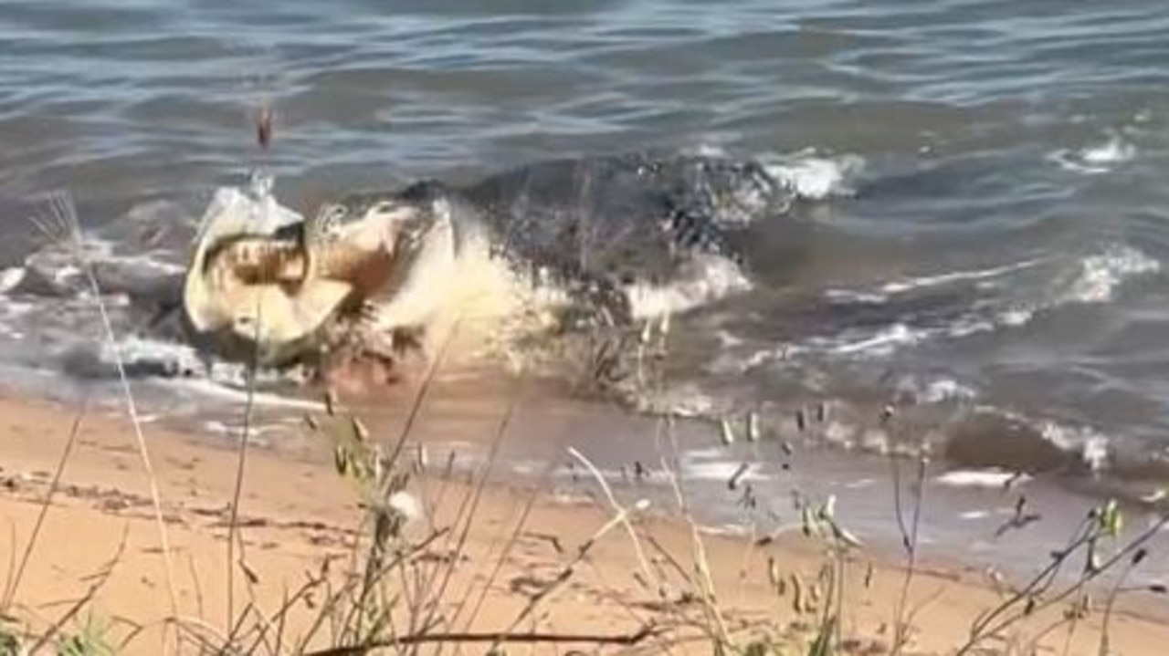 WATCH: Crocodile drags sea turtle, devours it