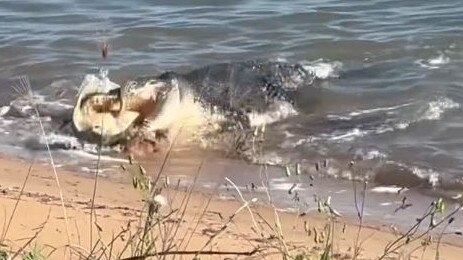 Crocodile captures sea turtle in Cardwell, Far North Queensland.