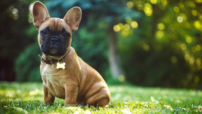 French Bulldog