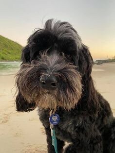 Gold Coast's cutest dogs: Charlie. Submitted by Kara Paltz.