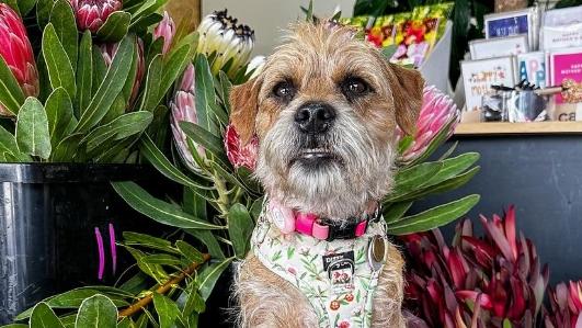 Mavis. Picture: Instagram @mavis_theborderterrier