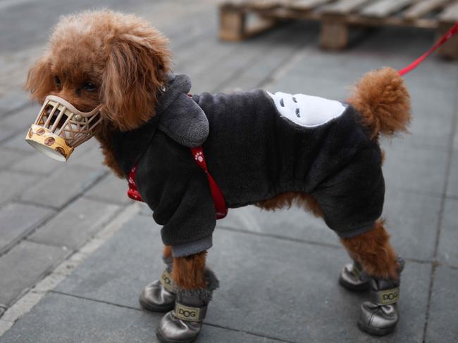 A dog wears a home made cover over its snout, which its owner said was as a preventive measure against the COVID-19 coronavirus as he stands on a sidewalk in Beijing.