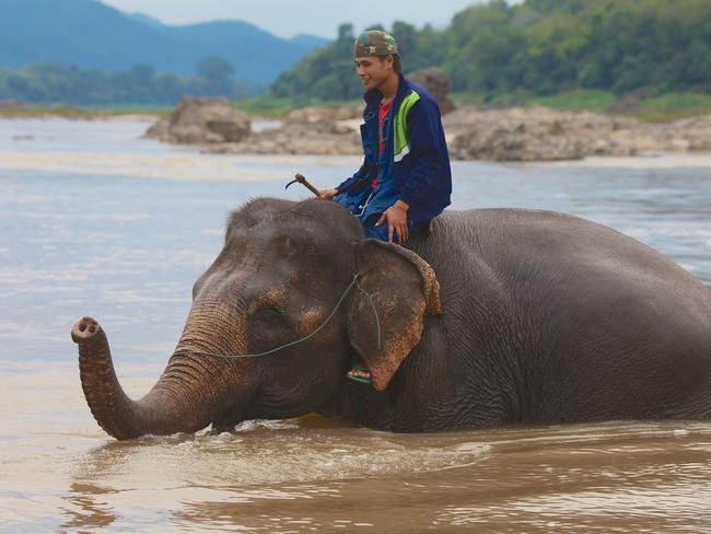 A mahout guides one of the elephants into the Mekong River. Picture: Linda Silmalis