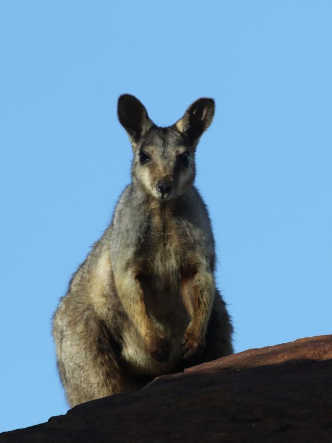 A wiliji (black-flanked rock-wallaby) being spotted during the survey, Erskine Range, west Kimberley, June 2016. The survey team was made up of Nyikina Mangala Rangers, Jessica Chapman, contractor for WWF-Australia; Alexander Watson, WWF-Australia Kimberley Program Manager; Stafford Smith, Cybertracker officer from the Kimberley Land Council and Jacqueline Batrus, WWF-Australia intern.