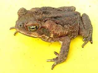 Cane toads are a highly invasive species and are regarded as a major environmental pest in Australia. Picture: Scott Lenton