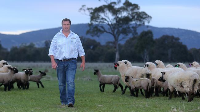 Tom Bull with Hampshire Down sheep on his farm at Holbrook in southern NSW. Picture: Yuri Kouzmin