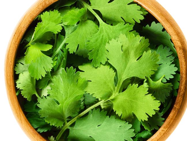 Fresh coriander leaves, also known as cilantro, Chinese parsley and dhania, in a wooden bowl on white background. Green Coriandrum sativum. Edible herb. Isolated macro food photo close up from above.