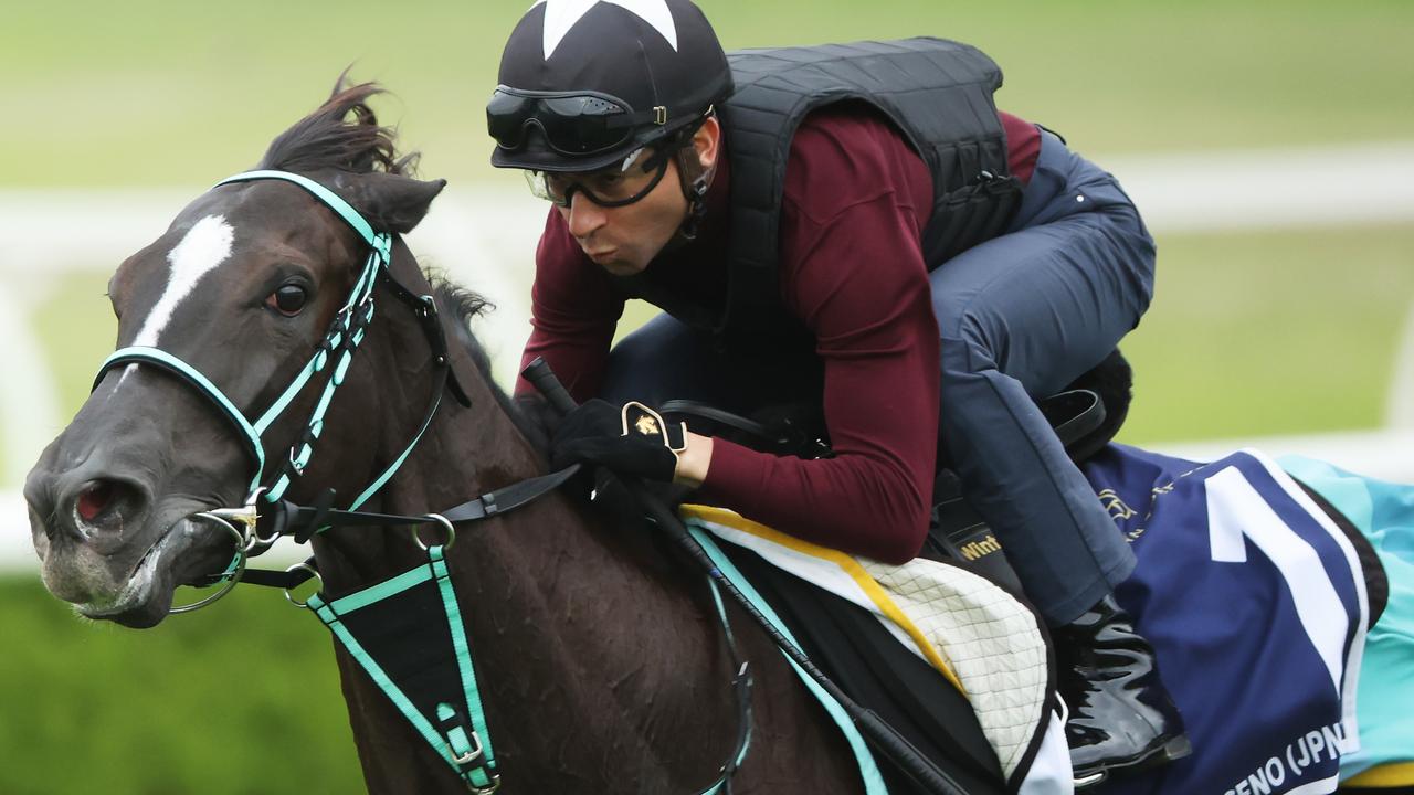 Ascoli Piceno, wit Brazilian jockey Joao Moreira aboard, completes trackwork at Canterbury. Picture: Rohan Kelly.