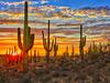 Sunset in Sonoran Desert, near Phoenix. Picture: iStock

Doc Holiday, escape