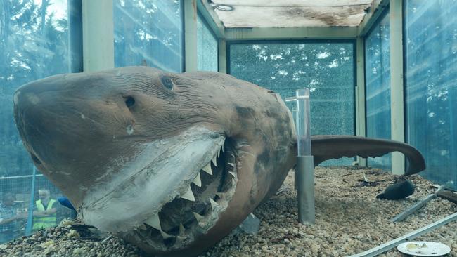 'Rosie' the shark is delivered to Crystal World Prehistoric Journeys Exhibition Centre in Devon Meadows. The Great White 5m length shark was caught in South Australia in 1998. Picture : Ian Currie