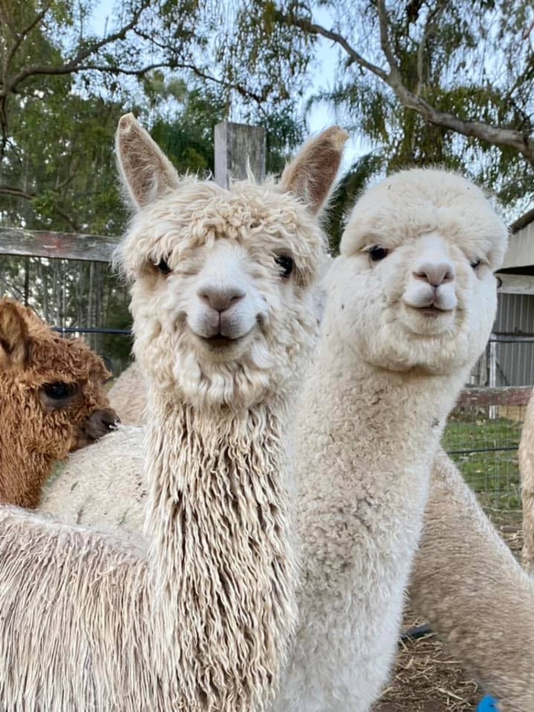 Star attractions at Long Neck Farm include Alpacas as well as an assortment of unique farm animals. Photo: Long Neck Farm