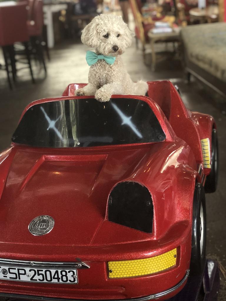 Ralphie. Come for a ride with me. Picture: Shelley Cairns