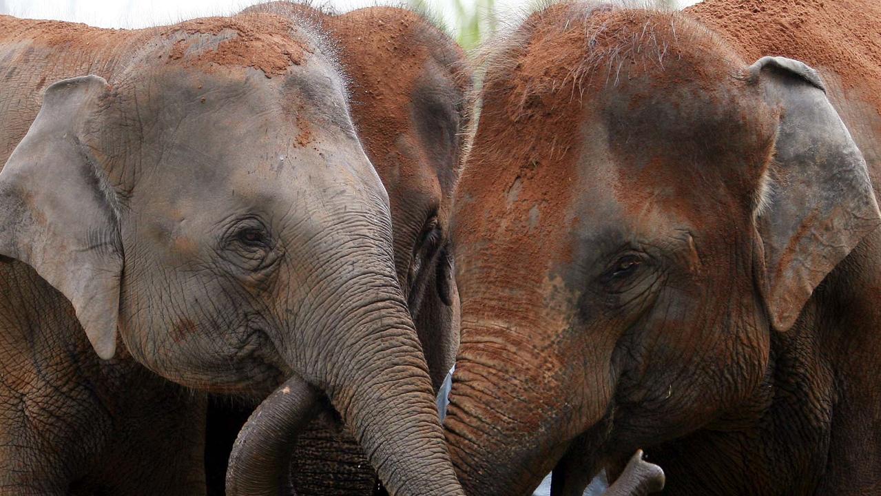 Monarto Safari Park Welcomes New Asian Elephants 