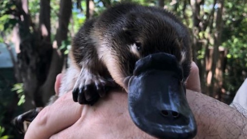 Jarrah the juvenile platypus was rescued last year after being found dehydrated and covered with ticks under a house in the Gold Coast hinterland. Picture: Queensland Department of Environment and Science