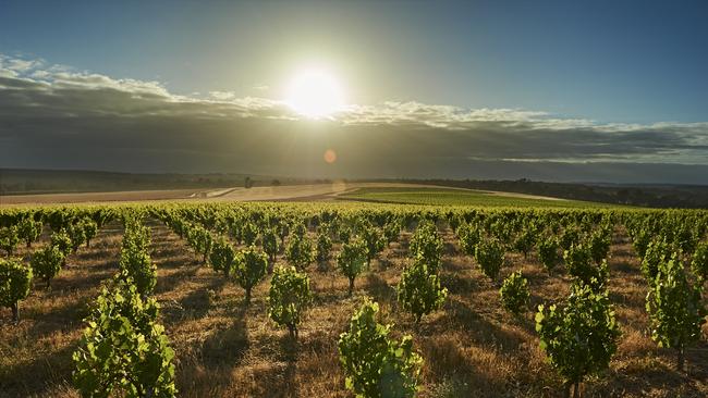 Swinney vineyard. Picture: Frances Andrijch