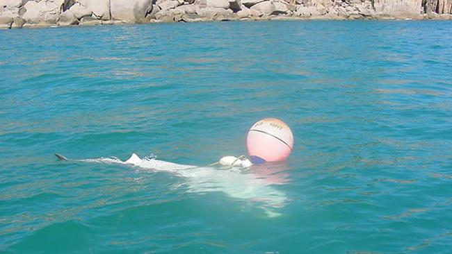 A Shark seen captured in shark drum lines off Magnetic Island.