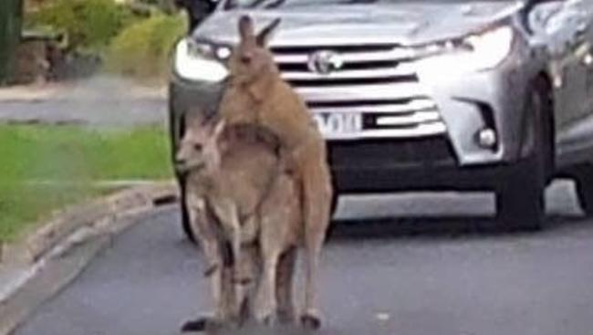 Mating roos stop traffic in residential Melbourne street | Herald Sun