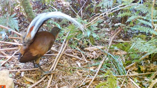 ‘Male Albert’s lyrebirds with their tails displayed’. Photo: Fiona Backhouse.