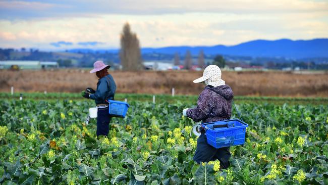 Migrant workers pick fruit and vegetables at an Lindenow farm in East Gippsland, Victoria. Picture: Zoe Phillips