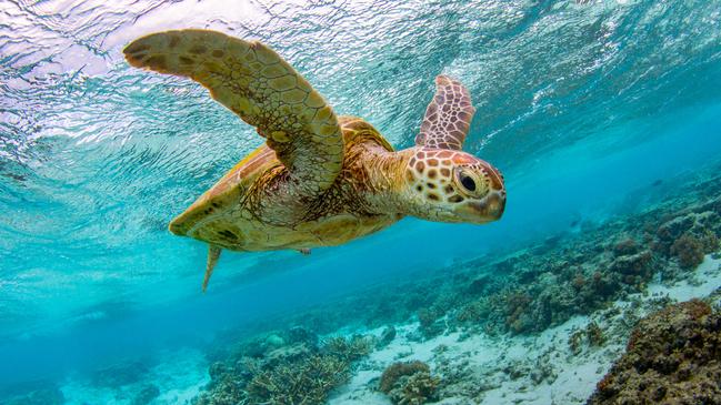 A green turtle swims off Raine Island on the Great Barrier Reef. Picture: Jeremy Somerville