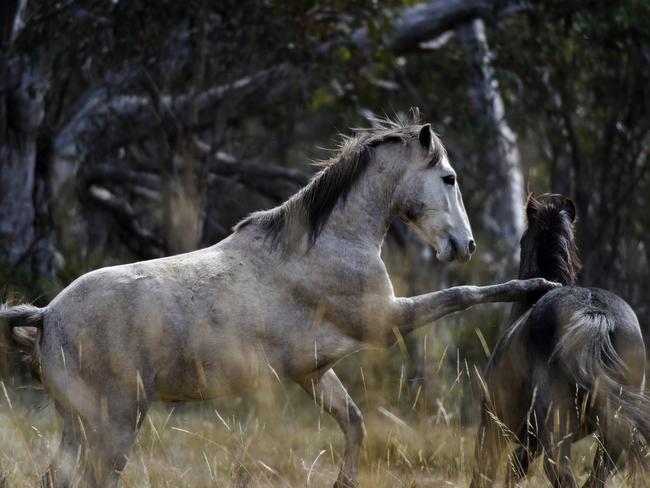 If brumbies are found in sensitive area, they will be relocated first, followed by rehoming should population numbers grow too high. Picture: Paul McIver