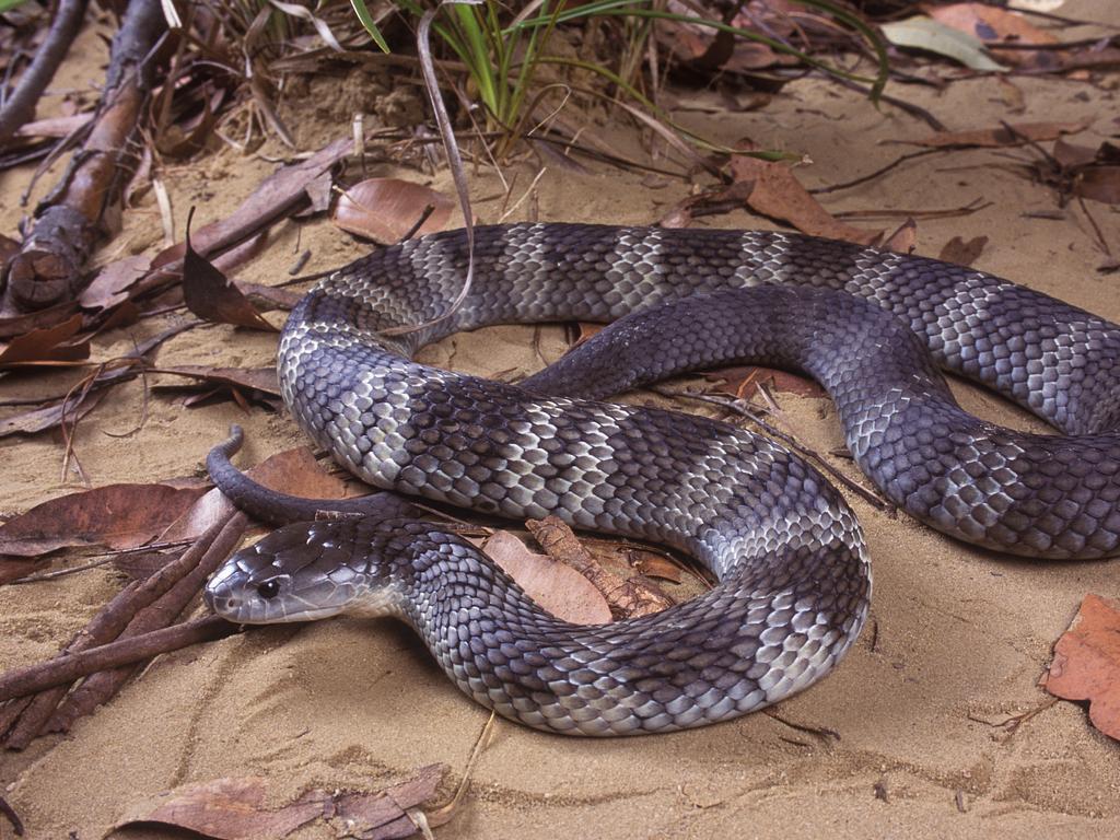 Mainland tiger snake.