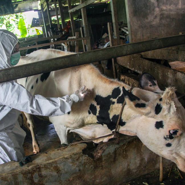 A veterinarian administers a vaccine for foot-and-mouth disease to a cow in Deli Serdang, North Sumatra on June 27, 2022. Picture: ANDI / AFP